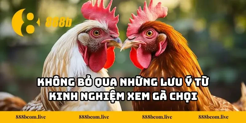 Không bỏ qua những lưu ý từ kinh nghiệm xem gà chọi