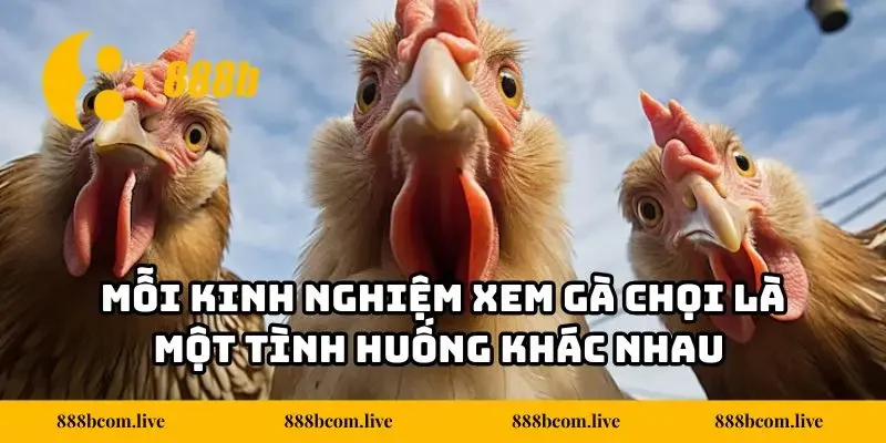 Mỗi kinh nghiệm xem gà chọi là một tình huống khác nhau